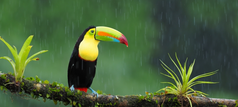 macaw.jpeg temp