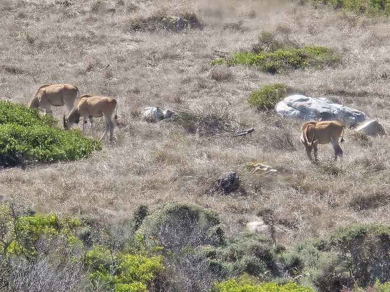 eland roaming in south africa
