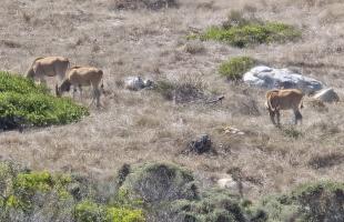 eland roaming in south africa